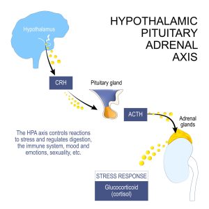 hypothalamic pituitary adrenal axis. HPA axis controls reactions to stress and regulates digestion, the immune system, mood and emotions, sexuality, etc. hormones of Hypothalamus, pituitary and adrenal gland. Vector poster