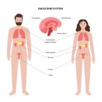 buy maxi2 men health