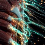 A high-end visual representing the Wolverine Stack protocol with glowing energy lines accelerating muscle and soft tissue repair.